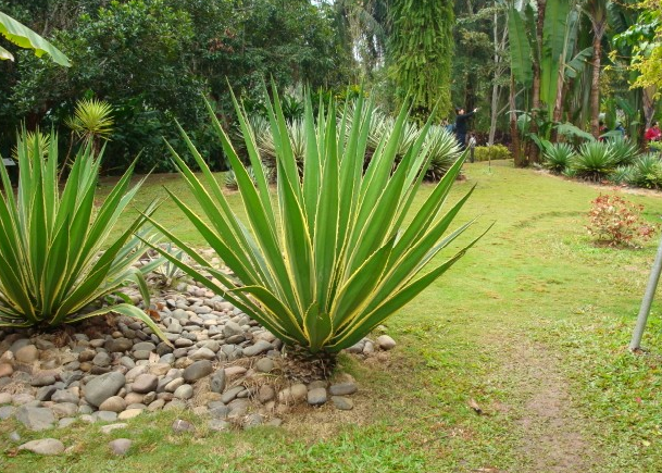 金邊龍舌蘭的養(yǎng)殖方法？金邊龍舌蘭可以家養(yǎng)嗎？【圖】