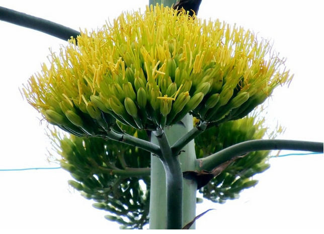 金邊龍舌蘭的養(yǎng)殖方法？金邊龍舌蘭可以家養(yǎng)嗎？【圖】