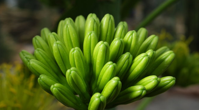 金邊龍舌蘭的養(yǎng)殖方法？金邊龍舌蘭可以家養(yǎng)嗎？【圖】