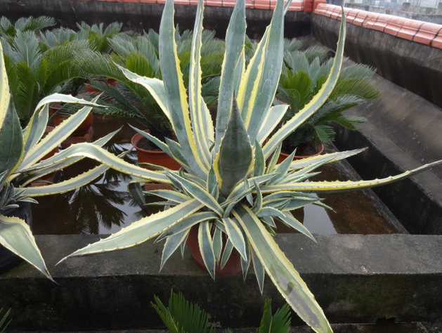 金邊龍舌蘭的養(yǎng)殖方法？金邊龍舌蘭可以家養(yǎng)嗎？【圖】