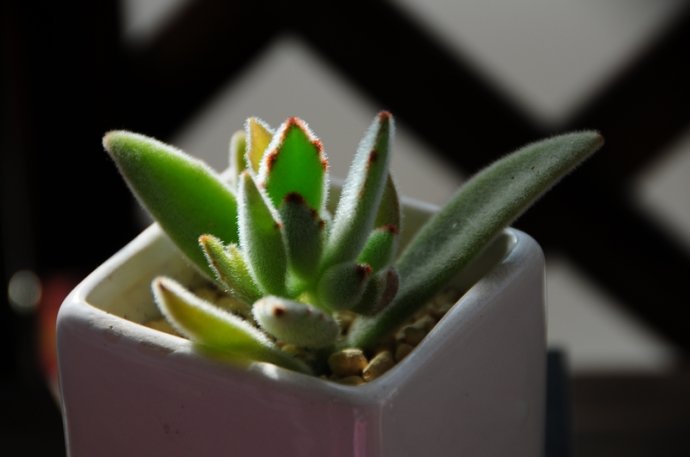 月兔耳怎么養(yǎng)？月兔耳為什么不黑？【圖】