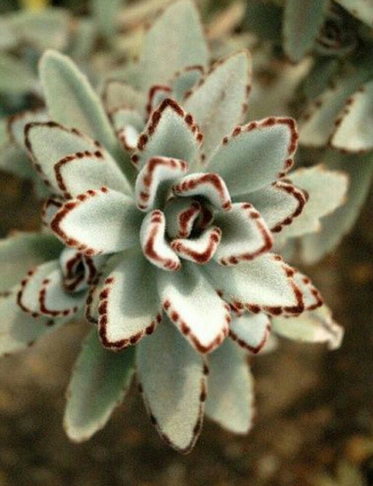 月兔耳怎么養(yǎng)？月兔耳為什么不黑？【圖】