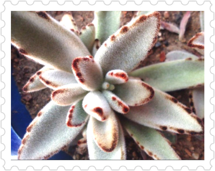 月兔耳怎么養(yǎng)？月兔耳為什么不黑？【圖】