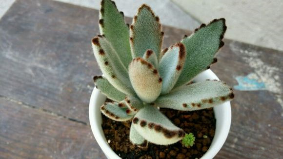 月兔耳怎么養(yǎng)？月兔耳為什么不黑？【圖】