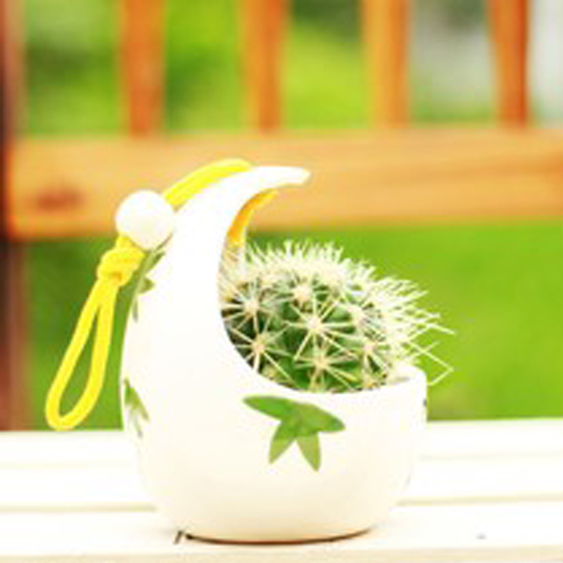 金虎仙人球擺放風(fēng)景？金虎仙人球開花？【圖】