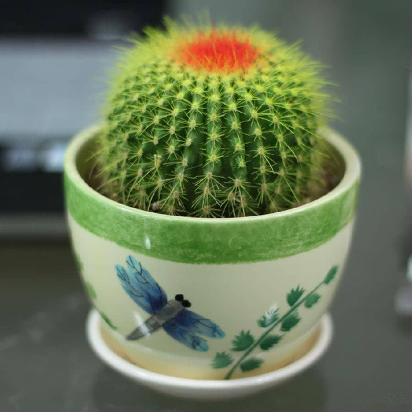 金虎仙人球擺放風(fēng)景？金虎仙人球開花？【圖】