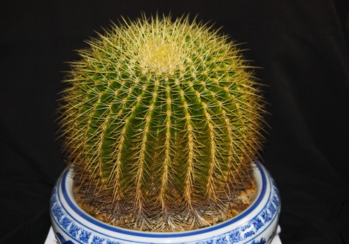 金虎仙人球擺放風(fēng)景？金虎仙人球開花？【圖】