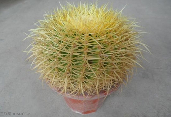 金虎仙人球擺放風(fēng)景？金虎仙人球開花？【圖】