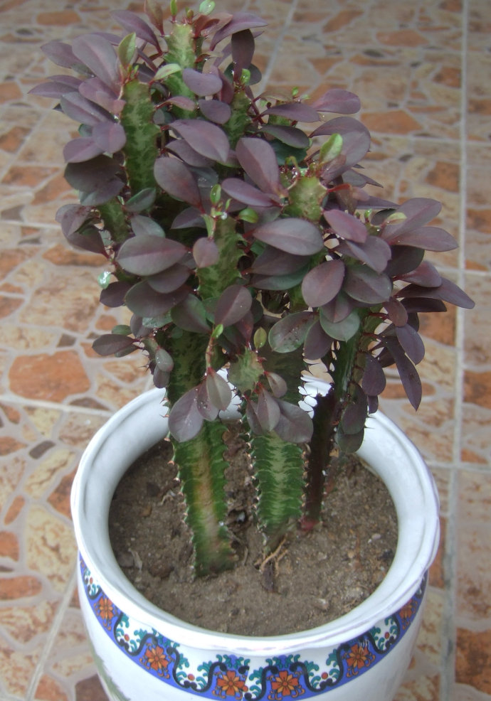 龍骨花的養(yǎng)殖方法？龍骨柱盆栽怎么修剪？【圖】