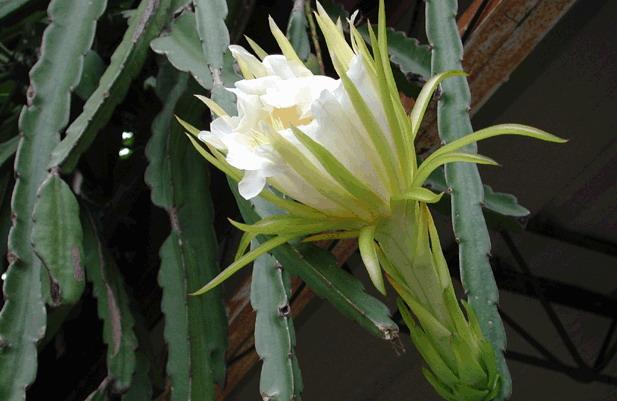 龍骨花的養(yǎng)殖方法？龍骨柱盆栽怎么修剪？【圖】