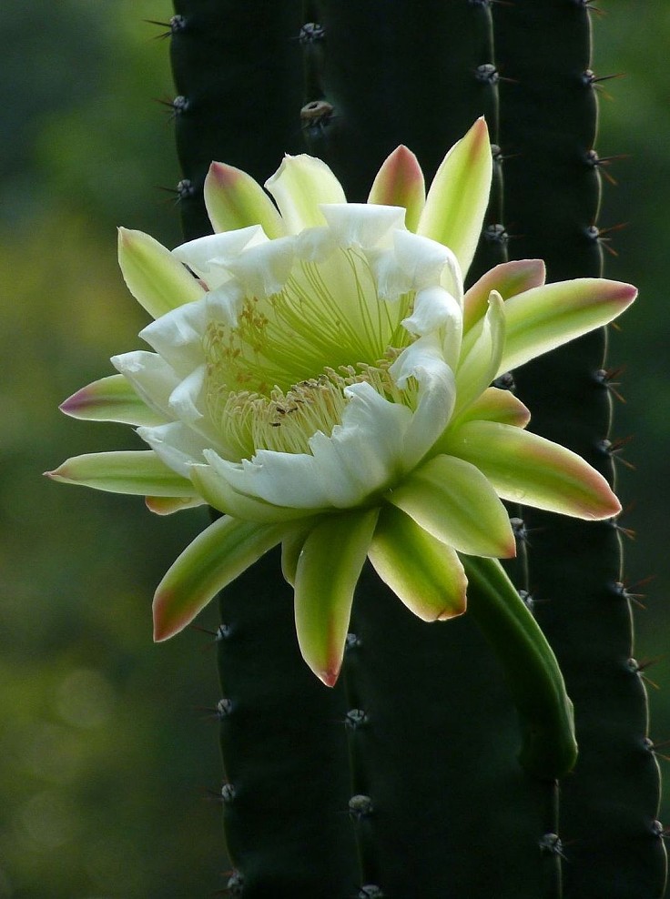 龍骨花的養(yǎng)殖方法？龍骨柱盆栽怎么修剪？【圖】