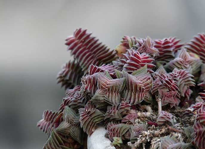 茜之塔的養(yǎng)殖方法？茜之塔怎么繁殖？【圖】