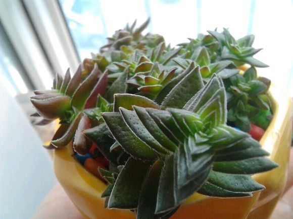 茜之塔的養(yǎng)殖方法？茜之塔怎么繁殖？【圖】