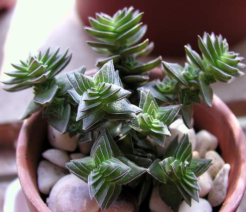 茜之塔的養(yǎng)殖方法？茜之塔怎么繁殖？【圖】