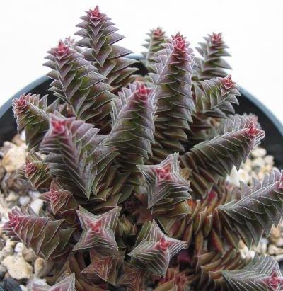 茜之塔的養(yǎng)殖方法？茜之塔怎么繁殖？【圖】