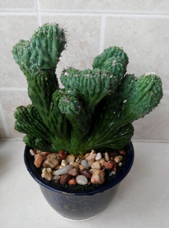 山影拳的養(yǎng)殖方法？山影拳對人有什么好處？【圖】