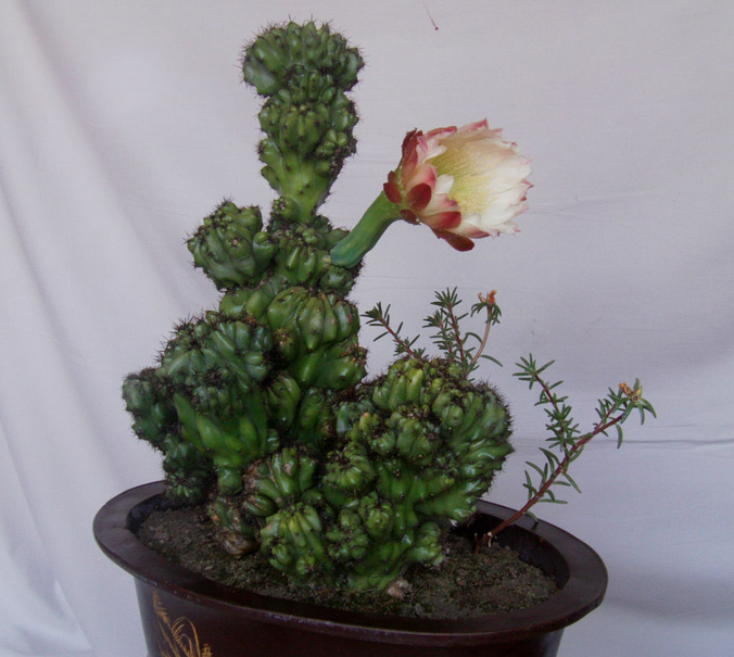 山影拳的養(yǎng)殖方法？山影拳對人有什么好處？【圖】