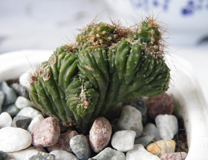 山影拳的養(yǎng)殖方法？山影拳對人有什么好處？【圖】