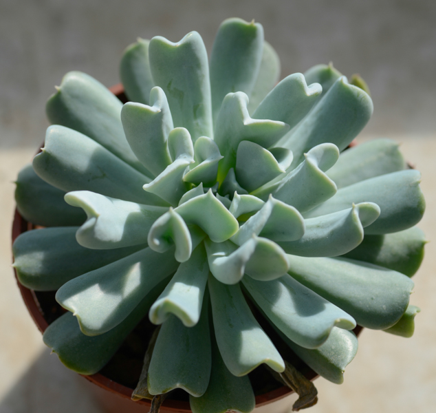 特玉蓮怎么養(yǎng)？特玉蓮雜交有什么？【圖】