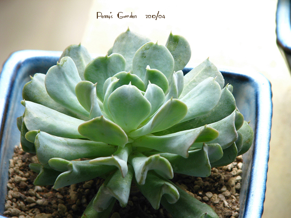 特玉蓮怎么養(yǎng)？特玉蓮雜交有什么？【圖】