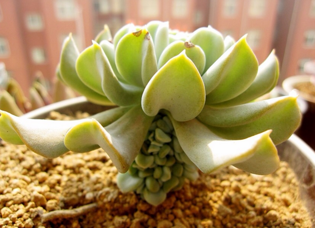 特玉蓮怎么養(yǎng)？特玉蓮雜交有什么？【圖】