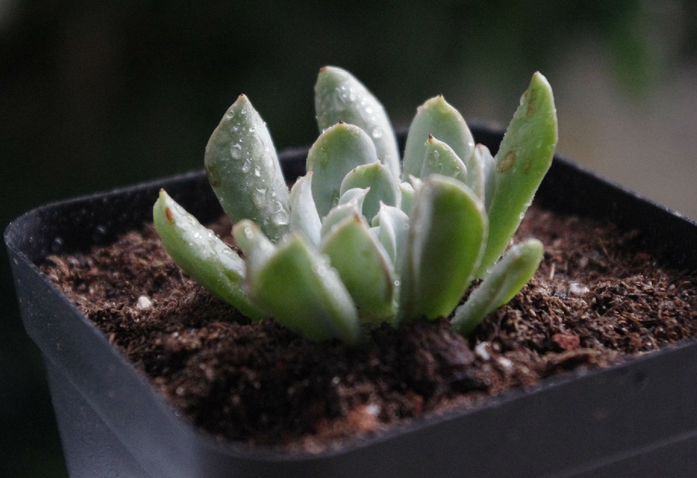 特玉蓮怎么養(yǎng)？特玉蓮雜交有什么？【圖】