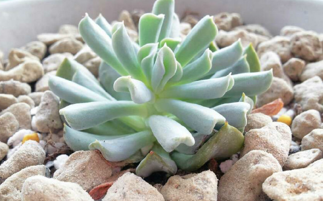 特玉蓮怎么養(yǎng)？特玉蓮雜交有什么？【圖】