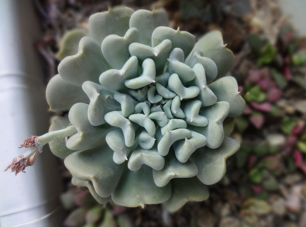 特玉蓮怎么養(yǎng)？特玉蓮雜交有什么？【圖】