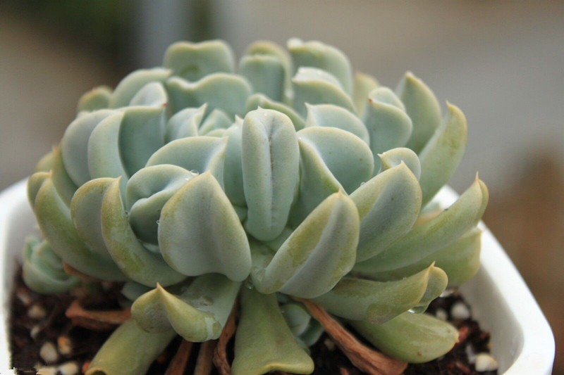 特玉蓮怎么養(yǎng)？特玉蓮雜交有什么？【圖】