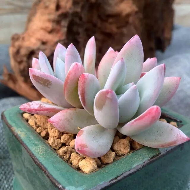 霜之朝怎么養(yǎng)？霜之朝多肉？【圖】