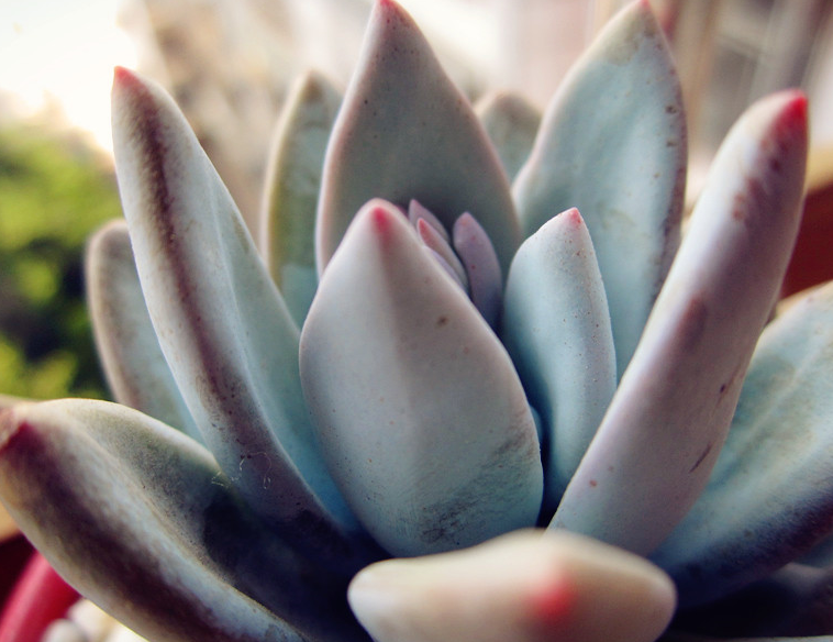 霜之朝怎么養(yǎng)？霜之朝多肉？【圖】