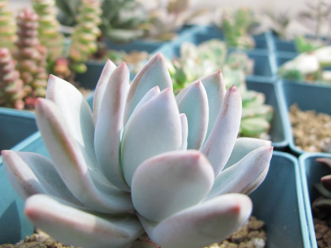 霜之朝怎么養(yǎng)？霜之朝多肉？【圖】