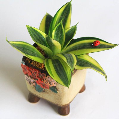 短葉虎尾蘭怎么養(yǎng)？短葉虎尾蘭開花嗎？【圖】