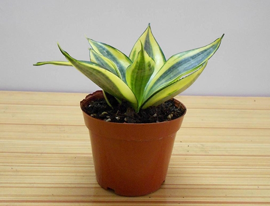 短葉虎尾蘭怎么養(yǎng)？短葉虎尾蘭開花嗎？【圖】