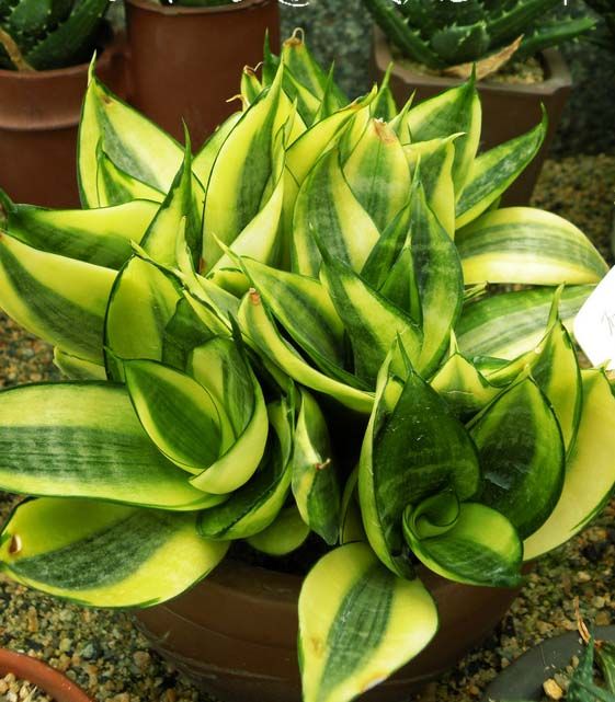 短葉虎尾蘭怎么養(yǎng)？短葉虎尾蘭開花嗎？【圖】