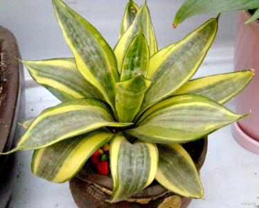 短葉虎尾蘭怎么養(yǎng)？短葉虎尾蘭開花嗎？【圖】