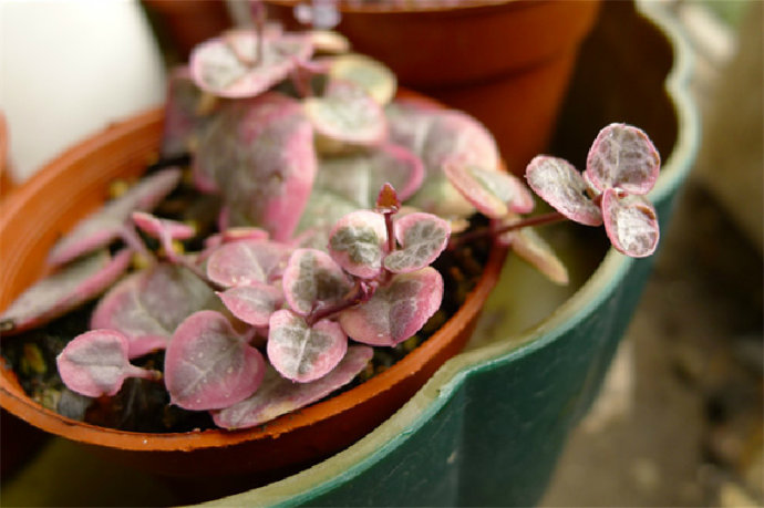 愛之蔓的養(yǎng)殖方法？愛之蔓怎么才能爆盆栽？【圖】