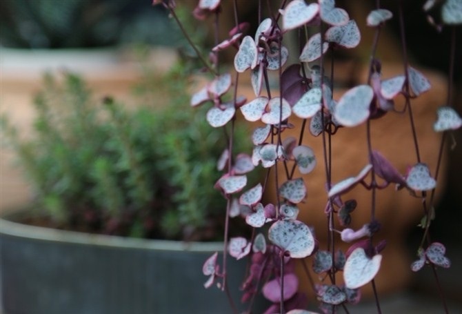 愛之蔓的養(yǎng)殖方法？愛之蔓怎么才能爆盆栽？【圖】