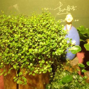 愛之蔓的養(yǎng)殖方法？愛之蔓怎么才能爆盆栽？【圖】