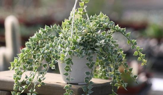 愛之蔓的養(yǎng)殖方法？愛之蔓怎么才能爆盆栽？【圖】