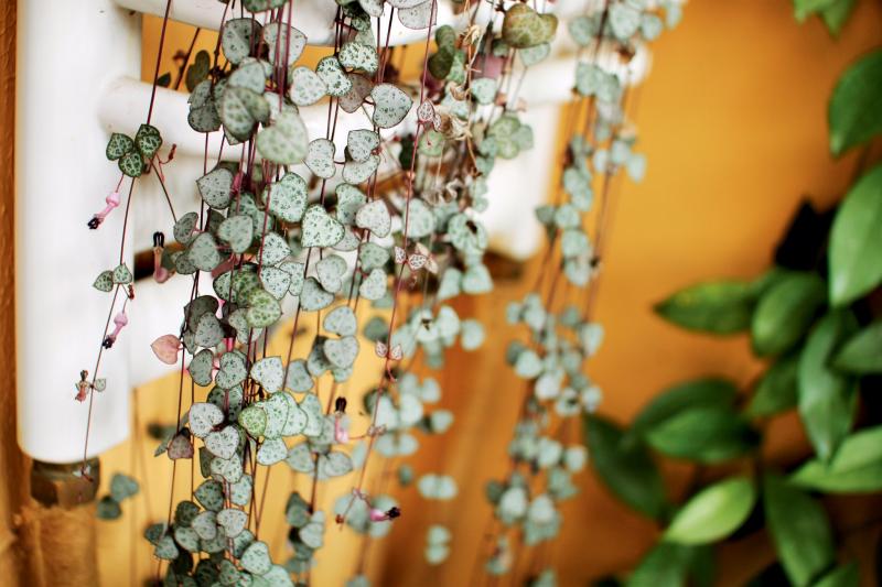 愛之蔓的養(yǎng)殖方法？愛之蔓怎么才能爆盆栽？【圖】