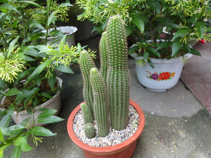 仙人柱的養(yǎng)殖方法？仙人柱能開花嗎？【圖】