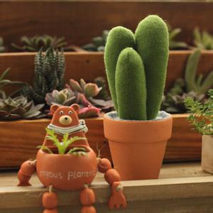 仙人柱的養(yǎng)殖方法？仙人柱能開花嗎？【圖】