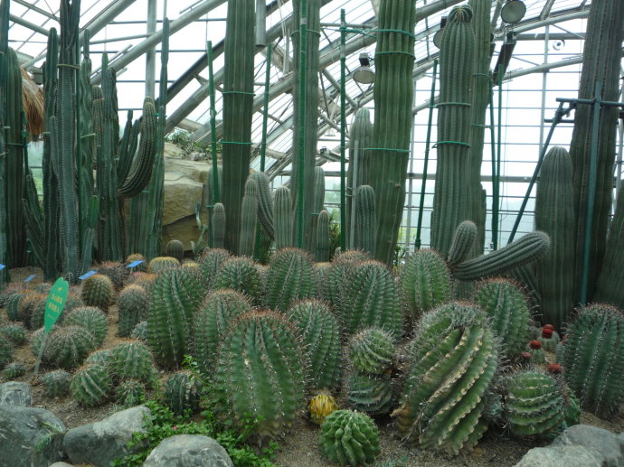 仙人柱的養(yǎng)殖方法？仙人柱能開花嗎？【圖】