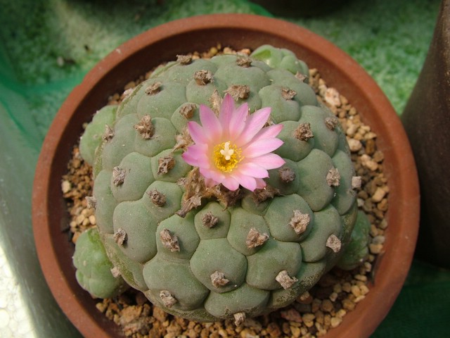  烏羽玉怎么養(yǎng)？仙人柱能開花嗎？【圖】