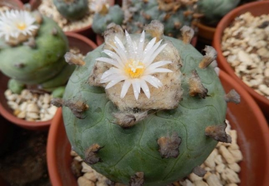  烏羽玉怎么養(yǎng)？仙人柱能開花嗎？【圖】