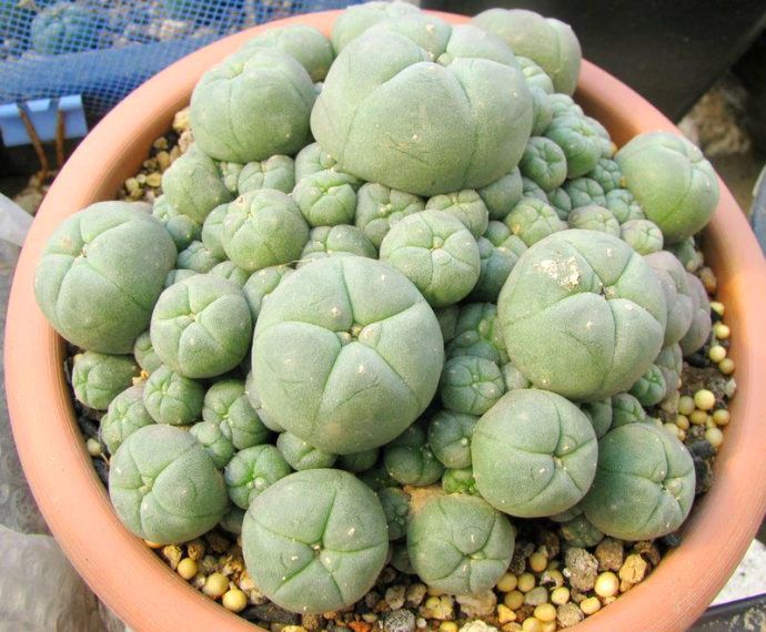  烏羽玉怎么養(yǎng)？仙人柱能開花嗎？【圖】