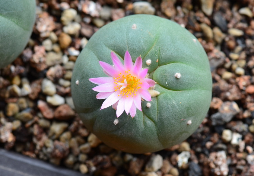  烏羽玉怎么養(yǎng)？仙人柱能開花嗎？【圖】