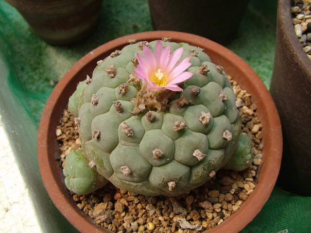  烏羽玉怎么養(yǎng)？仙人柱能開花嗎？【圖】