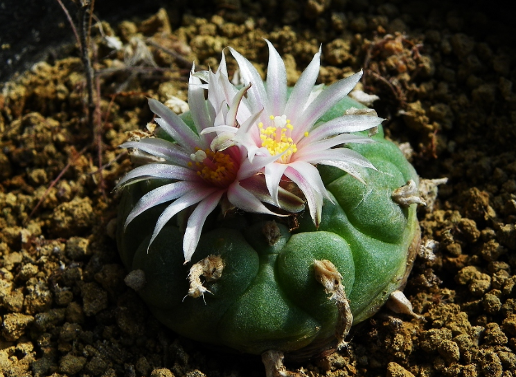  烏羽玉怎么養(yǎng)？仙人柱能開花嗎？【圖】